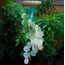 Indonesia Capiz Chime - Spring Meadow