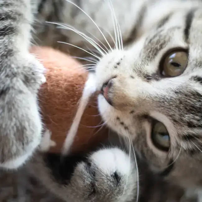 Felt Wool Eco Pet Toys / Fresheners - Sports