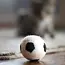 Felt Wool Eco Pet Toys / Fresheners - Sports