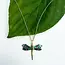 Necklace - Abalone Dragonfly Necklace Brass