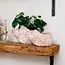 Bangladesh CLEARANCE Hedgehog Planter