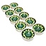 Green Flower Scented Tea Light, Pack of 10