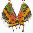 Butterfly Jewelry Sunset Moth Whole Wing Earrings
