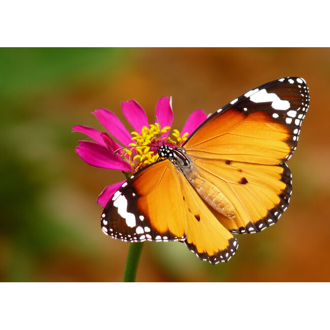 Butterfly Jewelry African Monarch Whole Wing Earrings