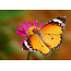 Earrings  - Butterfly Jewelry African Monarch Whole Wing
