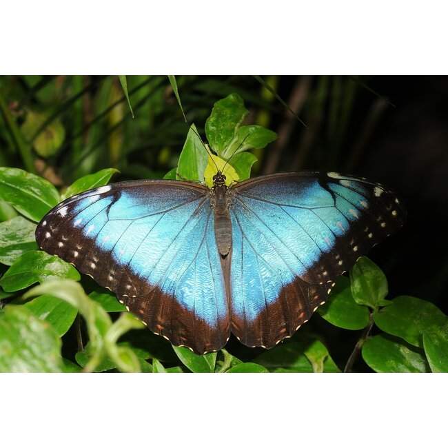 Butterfly Jewelry Blue Morpho Round Pendant Necklace