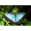 Butterfly Jewelry Blue Morpho Round Pendant Necklace
