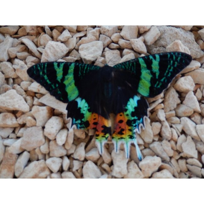 Butterfly Jewelry Sunset Moth Diamond Shape Geometric Earrings