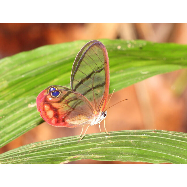 Butterfly Jewelry Blushing Phantom Round Pendant Necklace