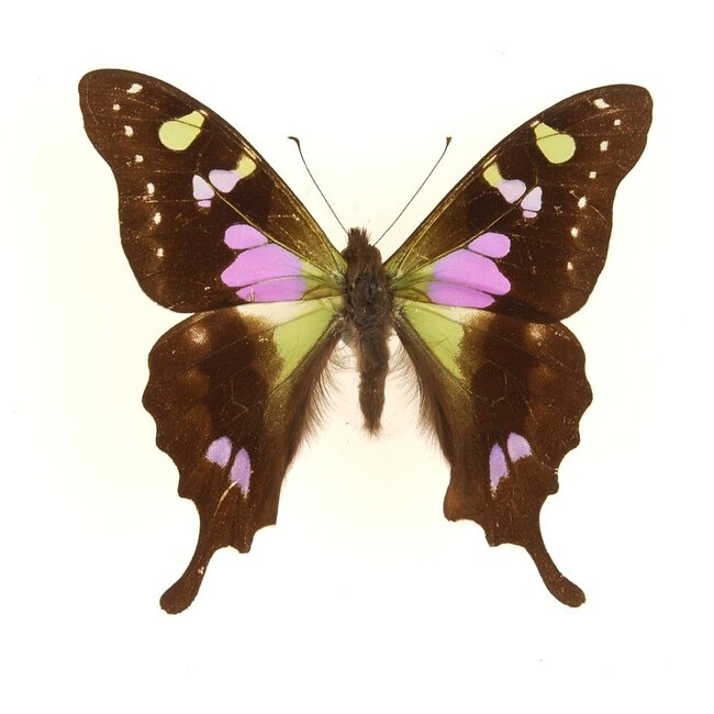 Butterfly Jewelry Purple Wing Whole Wing Earrings