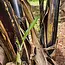 Sculpture - Large Banana Fiber Giraffe