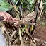 Sculpture - Large Banana Fiber Giraffe