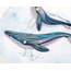 Quilling Card - Humpback Whales