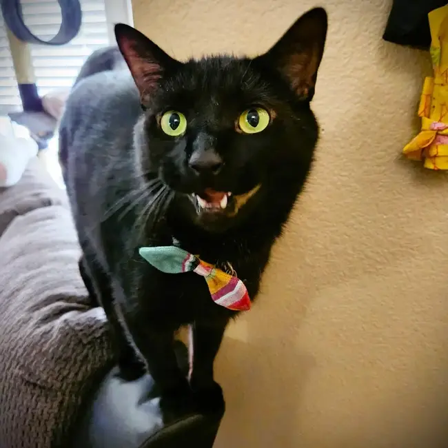 Pet Collar Bow Tie