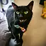 Pet Collar Bow Tie
