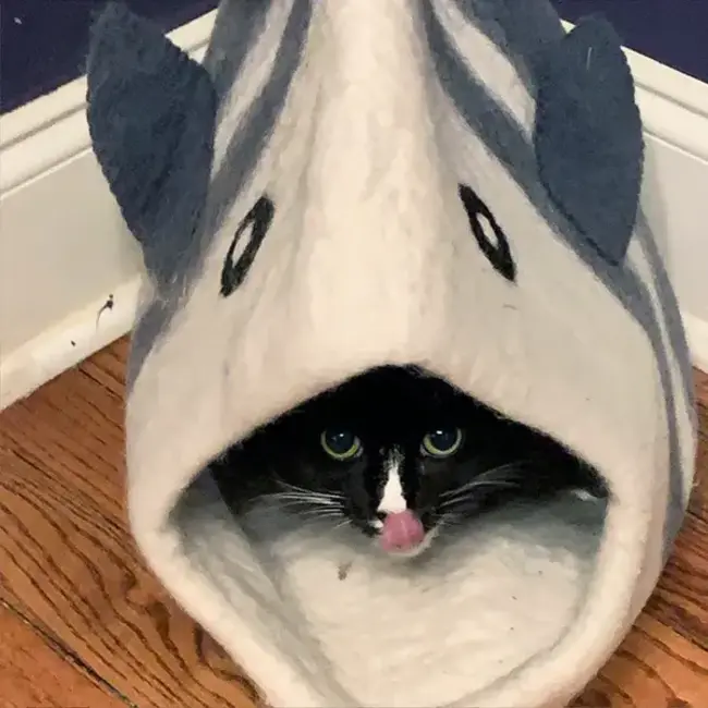 Cat Cave - Felt White Fish