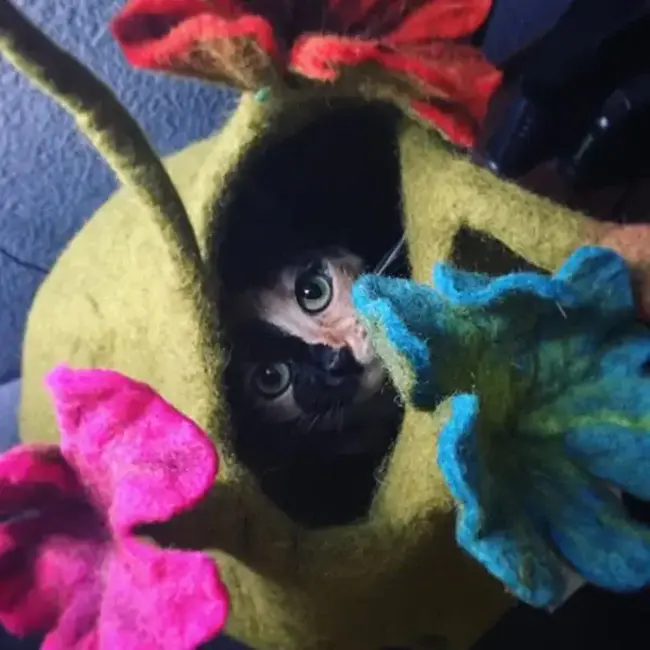 Cat Cave - Felt Green/Multi Bouquet