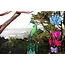 Capiz Chime - Peacock