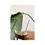 Incense Holder - Lovely Lotus