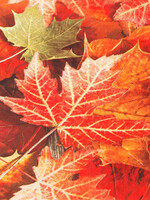 211308 Maple Leaves Napkins
