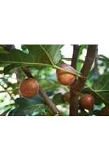 Fig, Edible - Ficus Carica 'Chicago Hardy' - 1 Gallon
