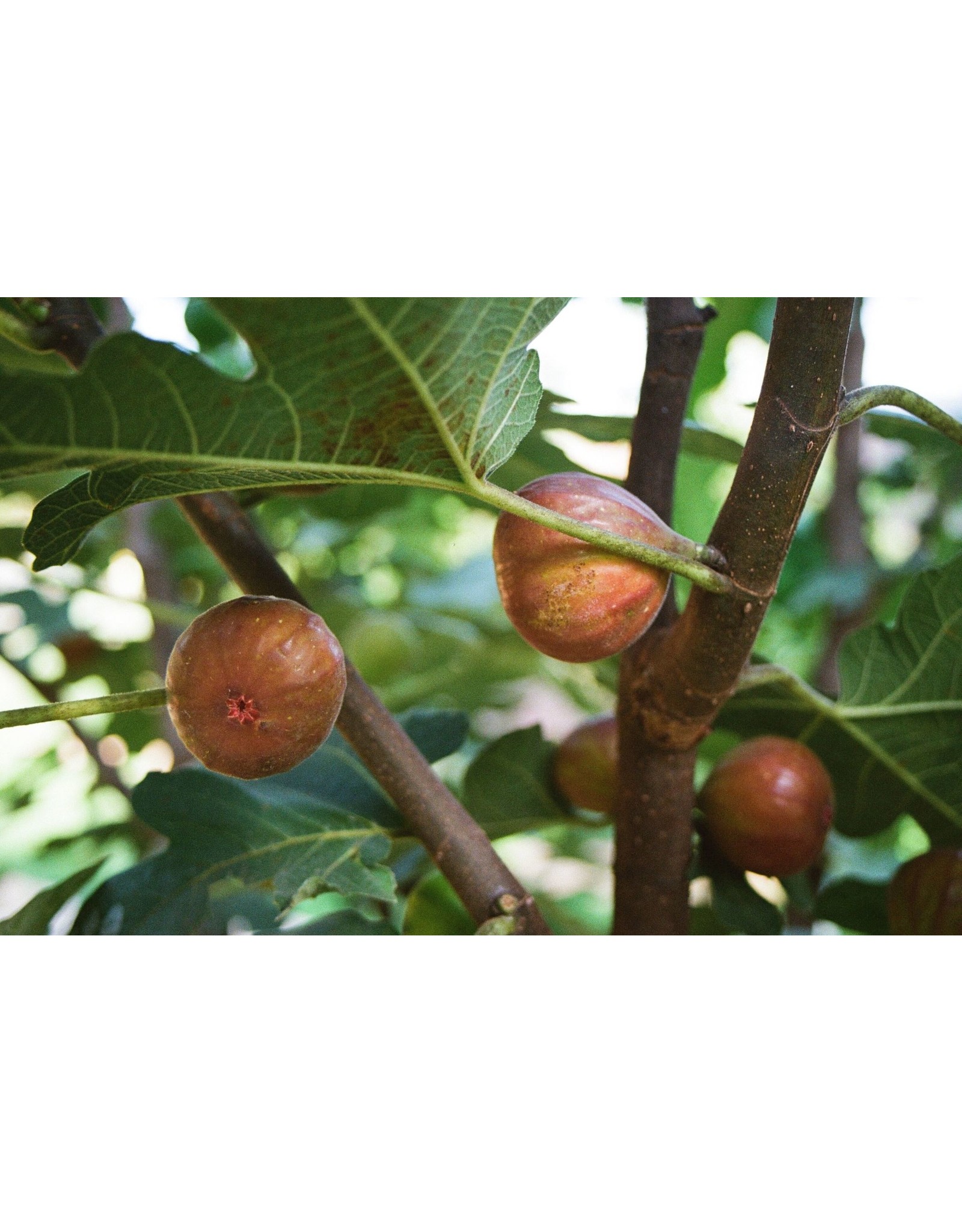Fig, Edible - Ficus Carica 'Chicago Hardy' - 1 Gallon