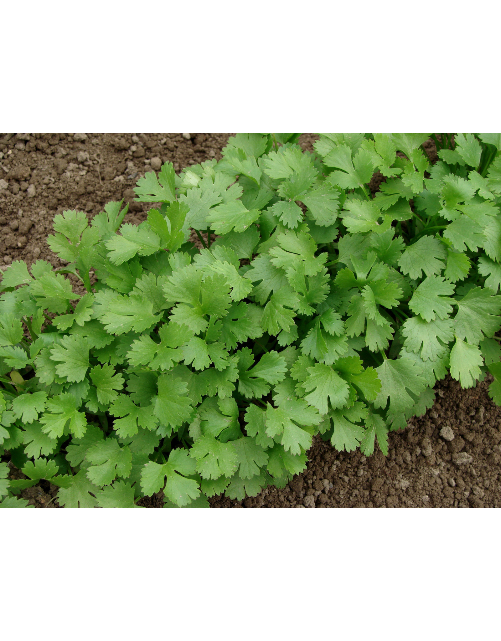 Herb Cilantro 4 " Gardens of Babylon