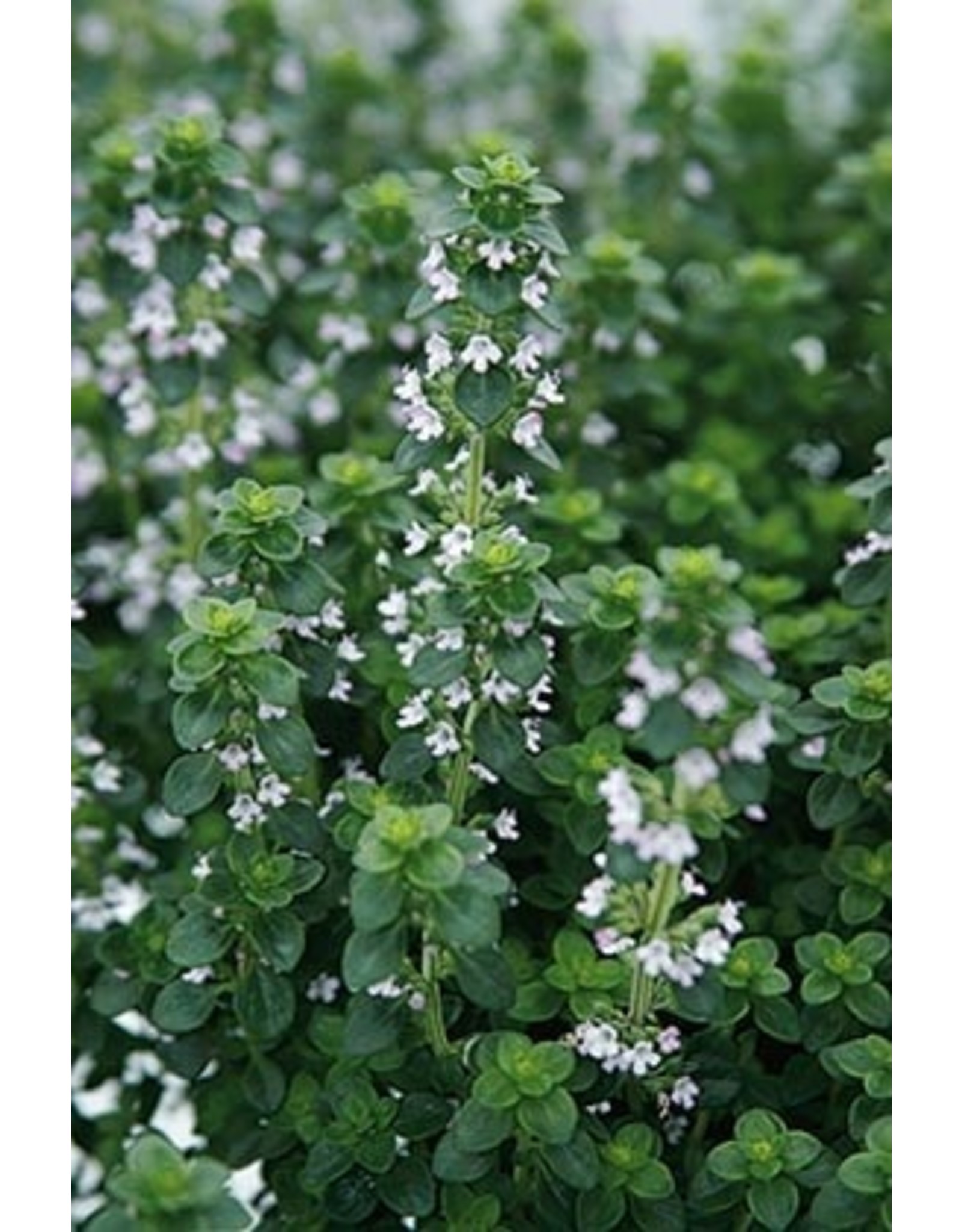 english thyme herb english thyme herb