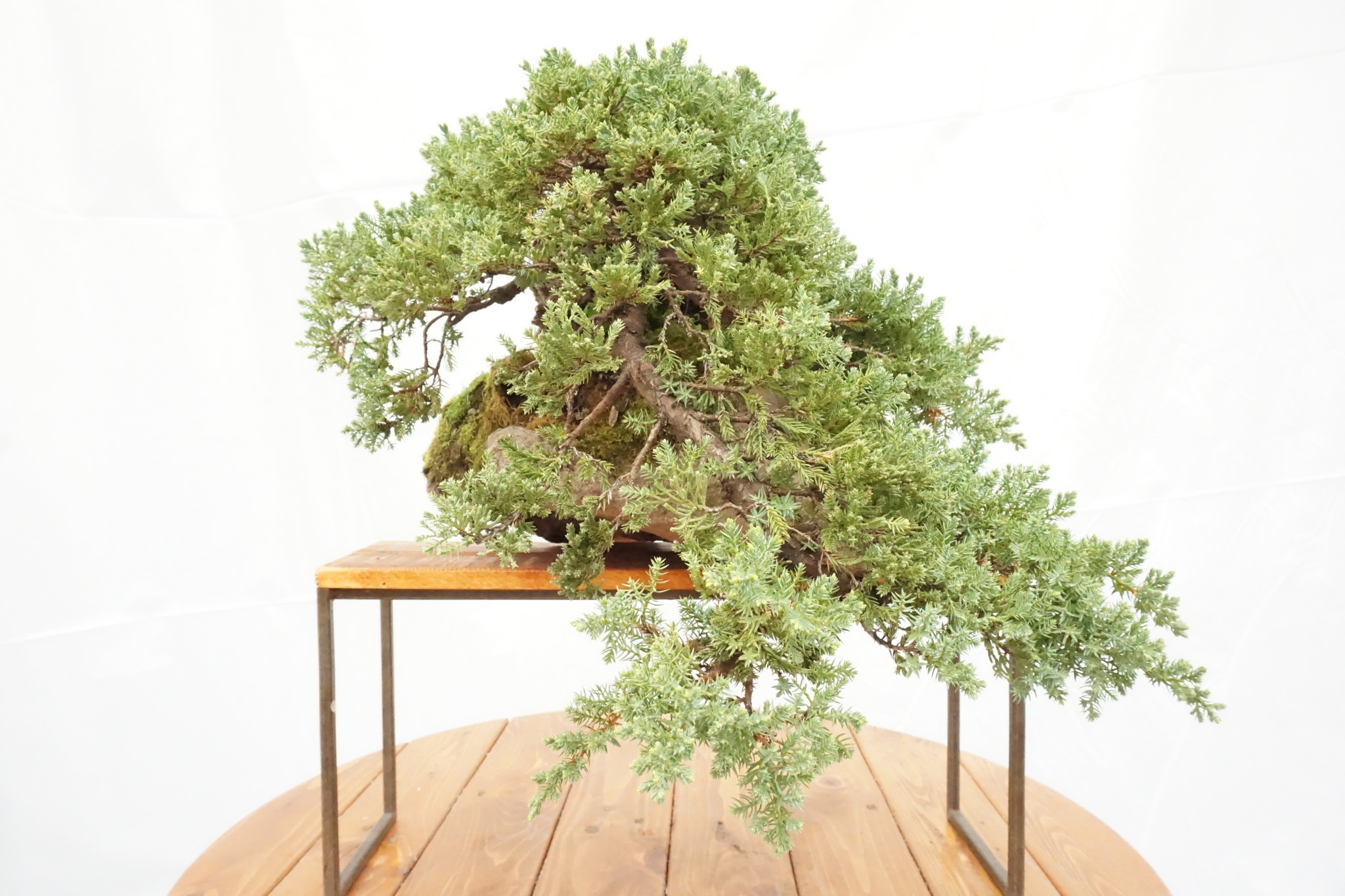 Bonsai, Green Mound Juniper on Rock - Juniperus procumbens 'Nana