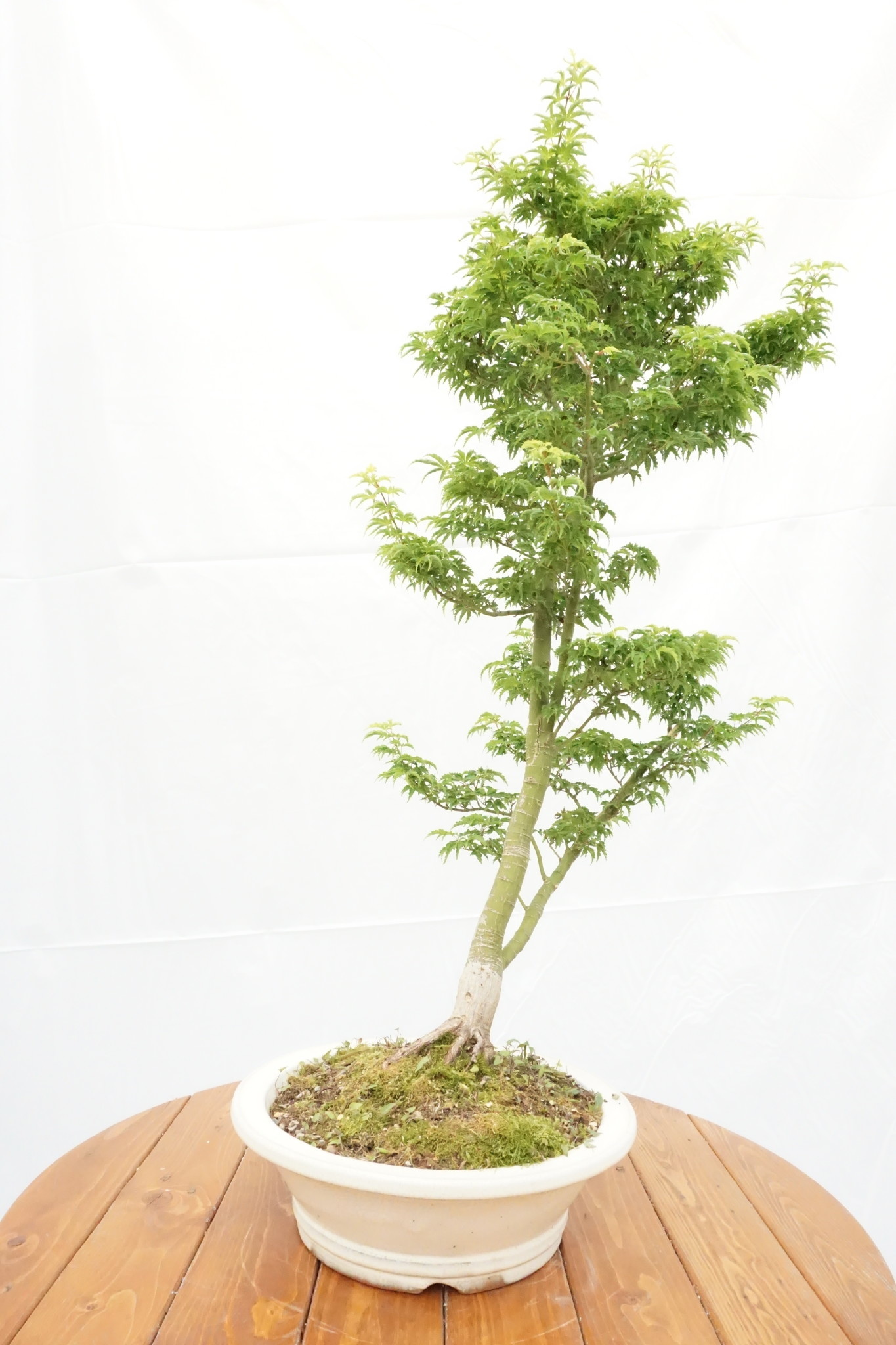 Bonsai, Japanese Maple - Acer palmatum 'Shishigashira' 12 yr. - Gardens