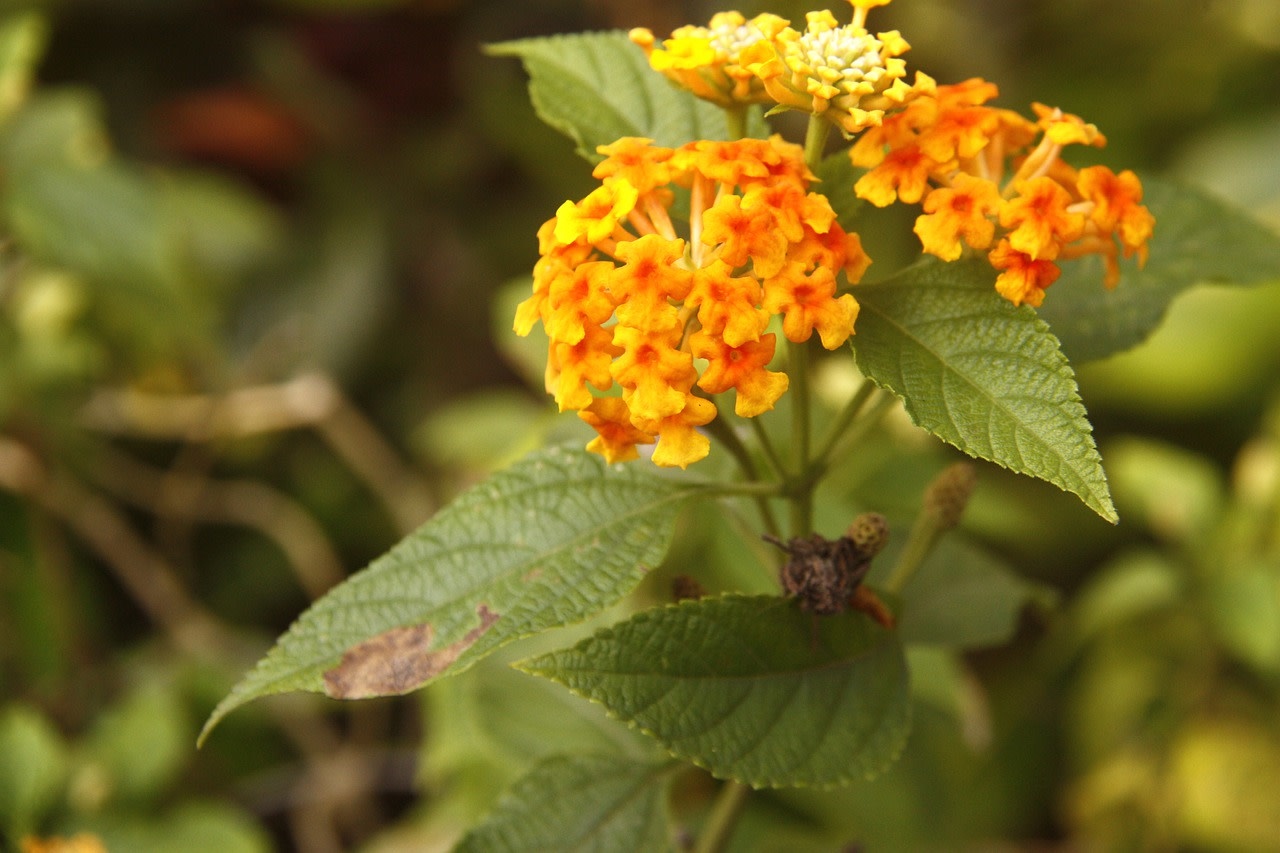 Lantana - Bandana Yellow - 4.3" - Gardens of Babylon