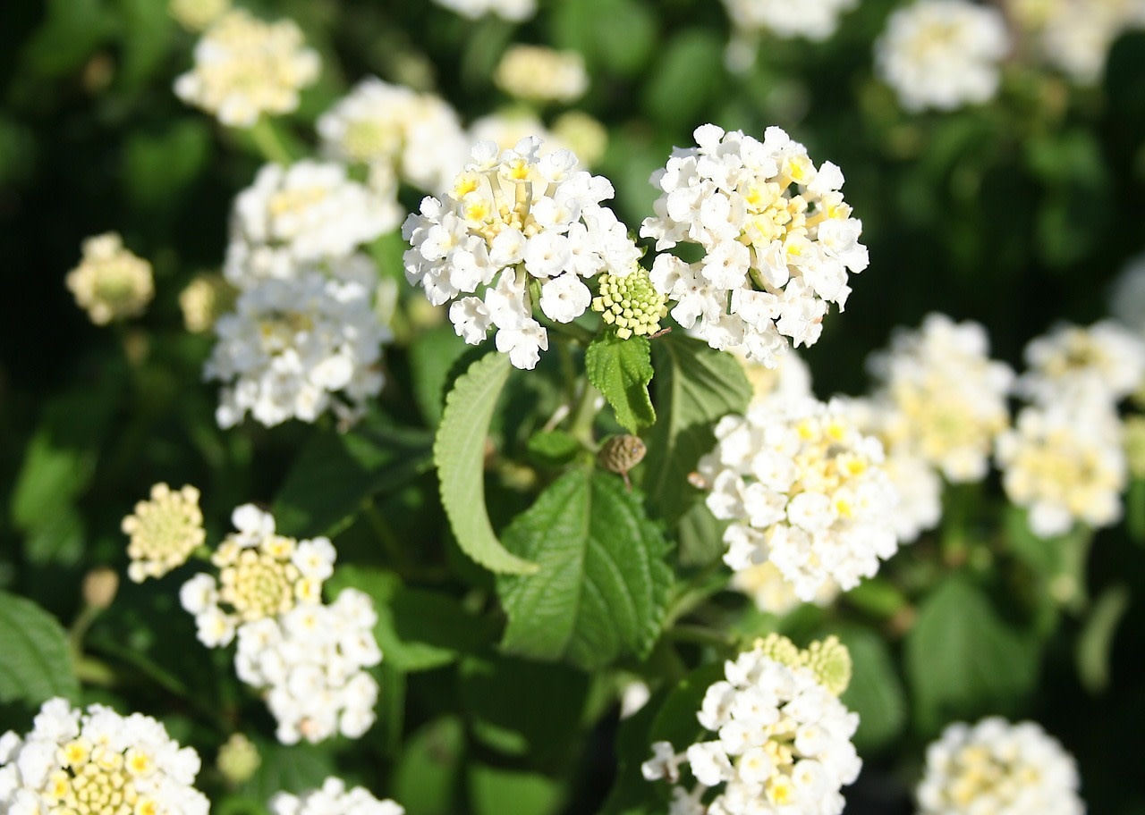 Lantana - Bandana White - 4.3" - Gardens of Babylon