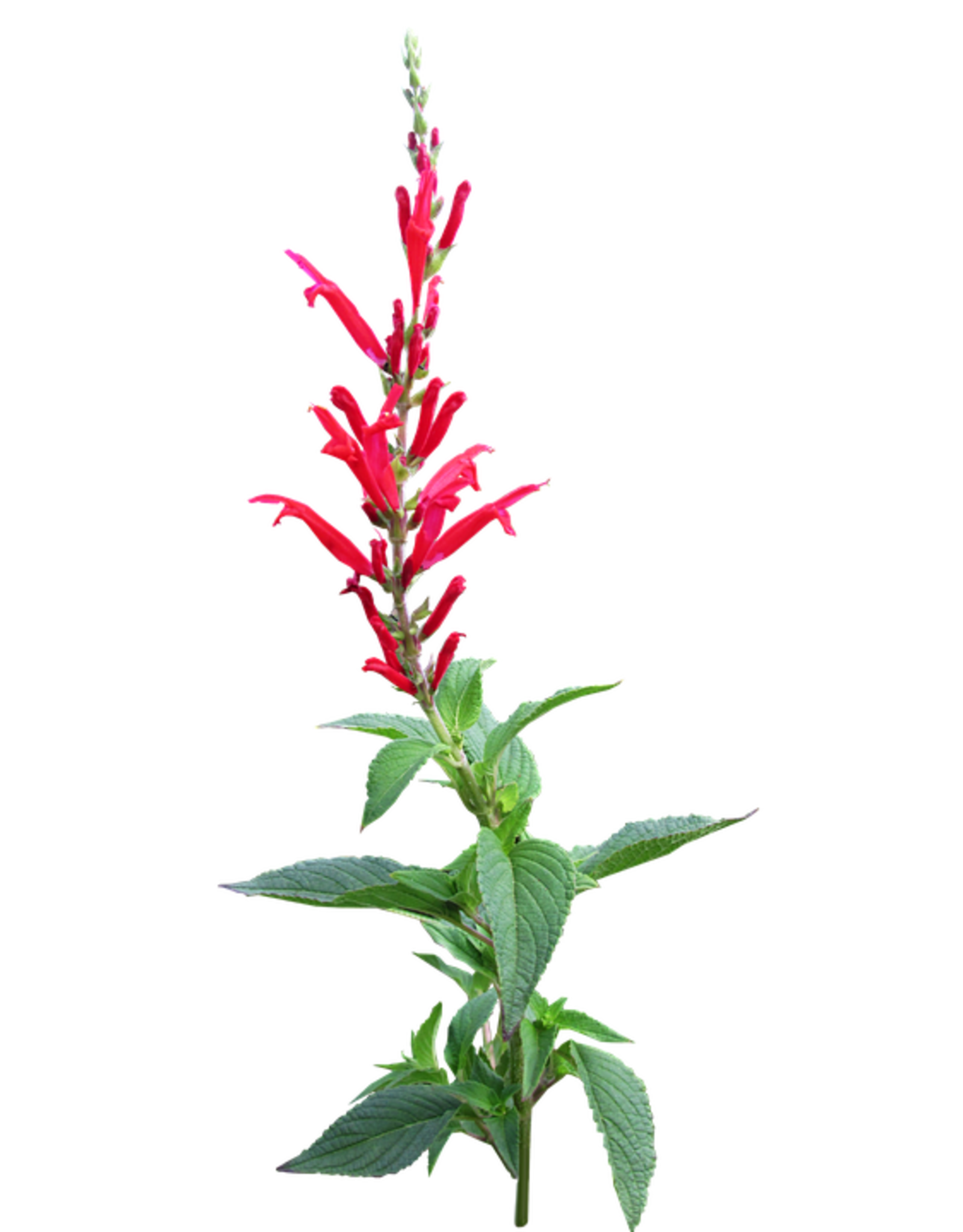 pineapple sage pineapple sage