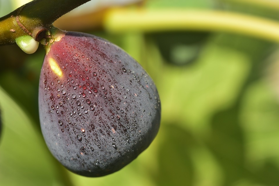 Fig, edible- Ficus carica 'Brown Turkey' #3 - Gardens of Babylon