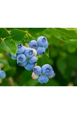 Blueberry, Rabbit Eye - Vaccimium Ashei 'Premier' - 2 Gallon