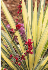 Yucca - Yucca filamnetosa 'Color Guard' - 1 Gallon