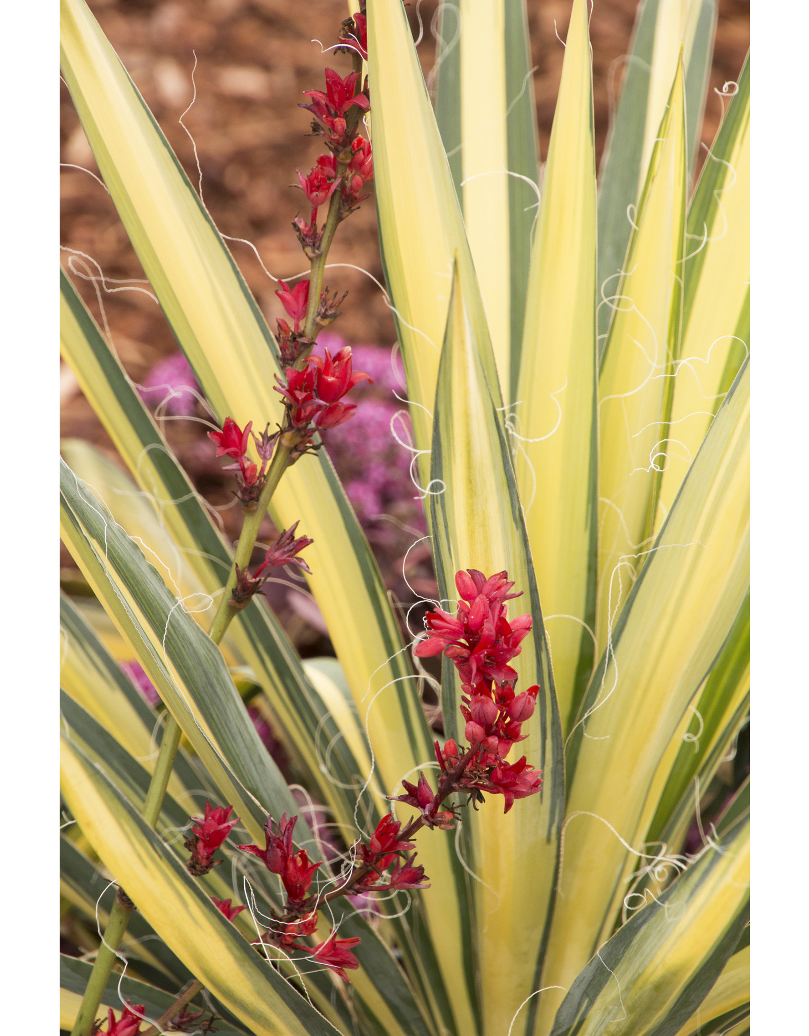 Yucca - Yucca filamnetosa 'Color Guard' #1