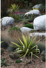 Yucca - Yucca filamnetosa 'Color Guard' #1