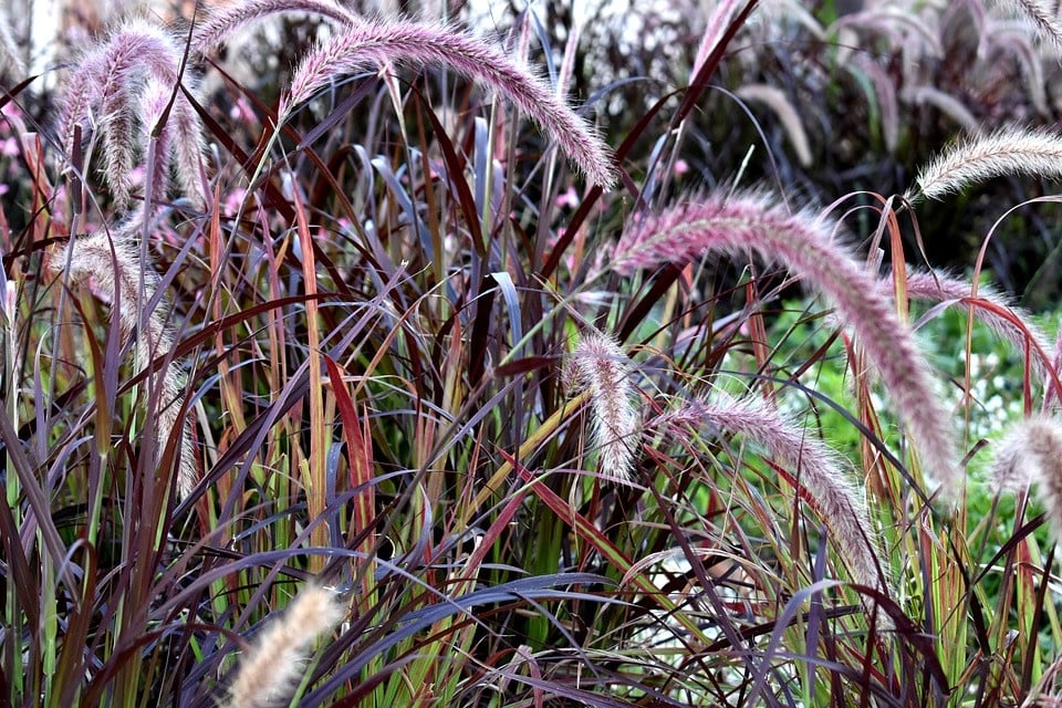 Purple Fountain Grass - Pennisetum setaceum 'Rubrum' - 1 Gallon