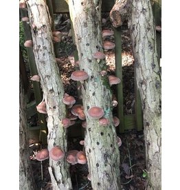Shitake Mushroom Log