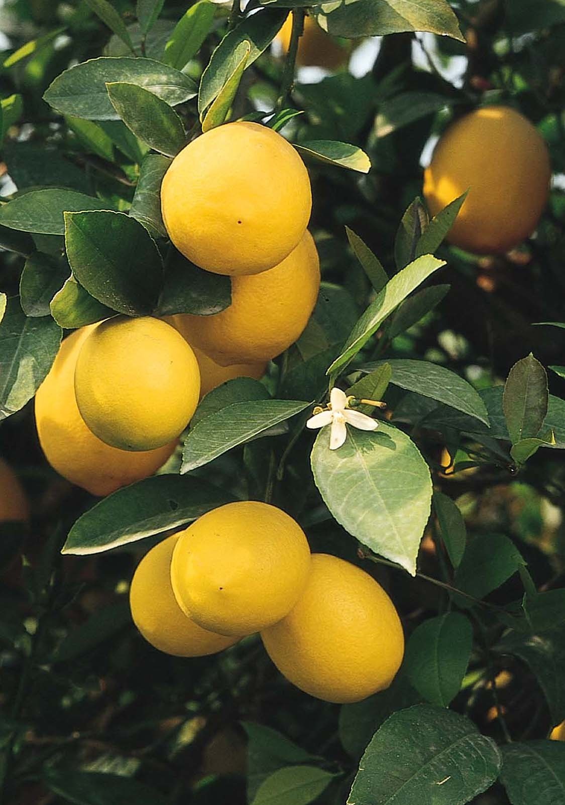 citrus meyer lime