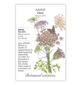 Seeds - Ammi Dara
