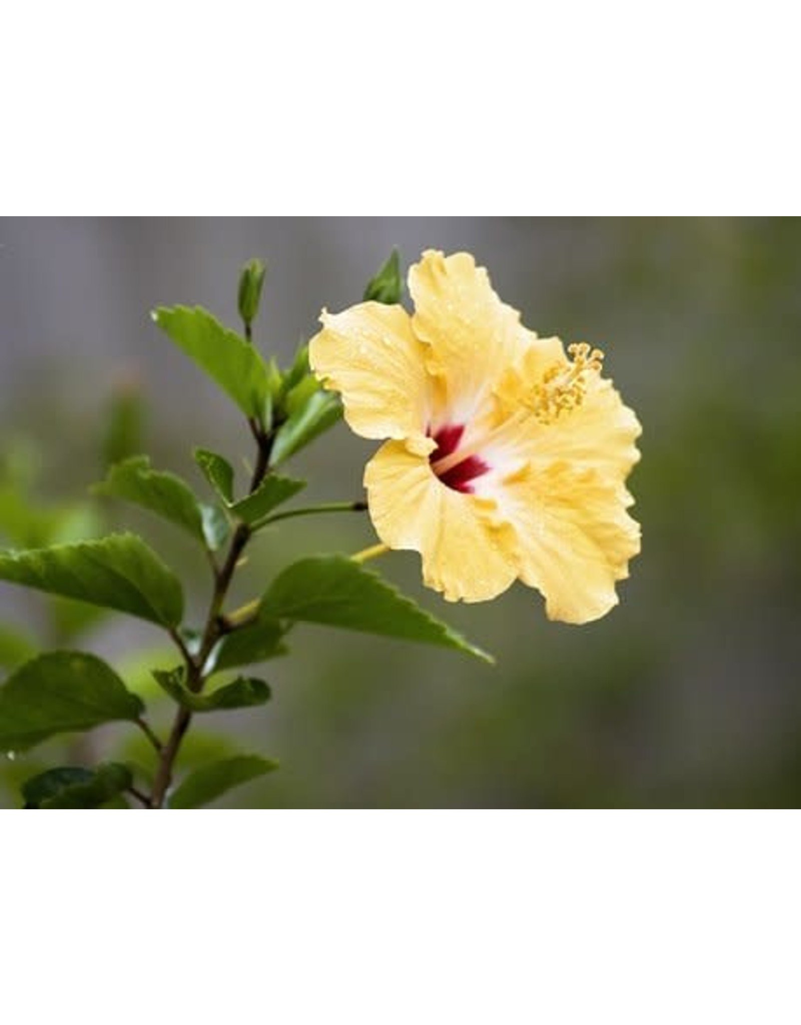 Tropical Hibiscus Bush - Hibiscus Rosa-Sinensis - 10"
