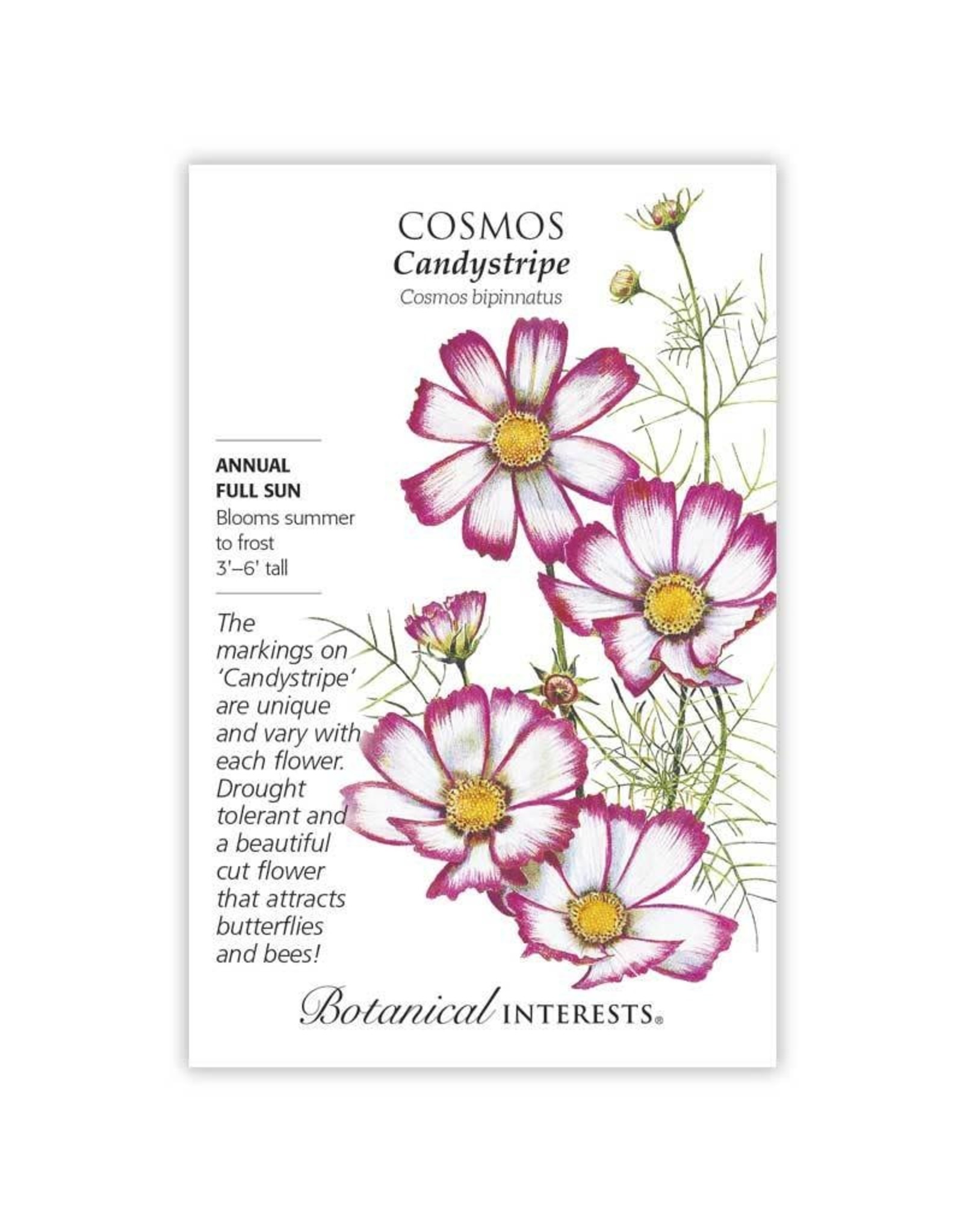 Seeds - Cosmos Candystripe