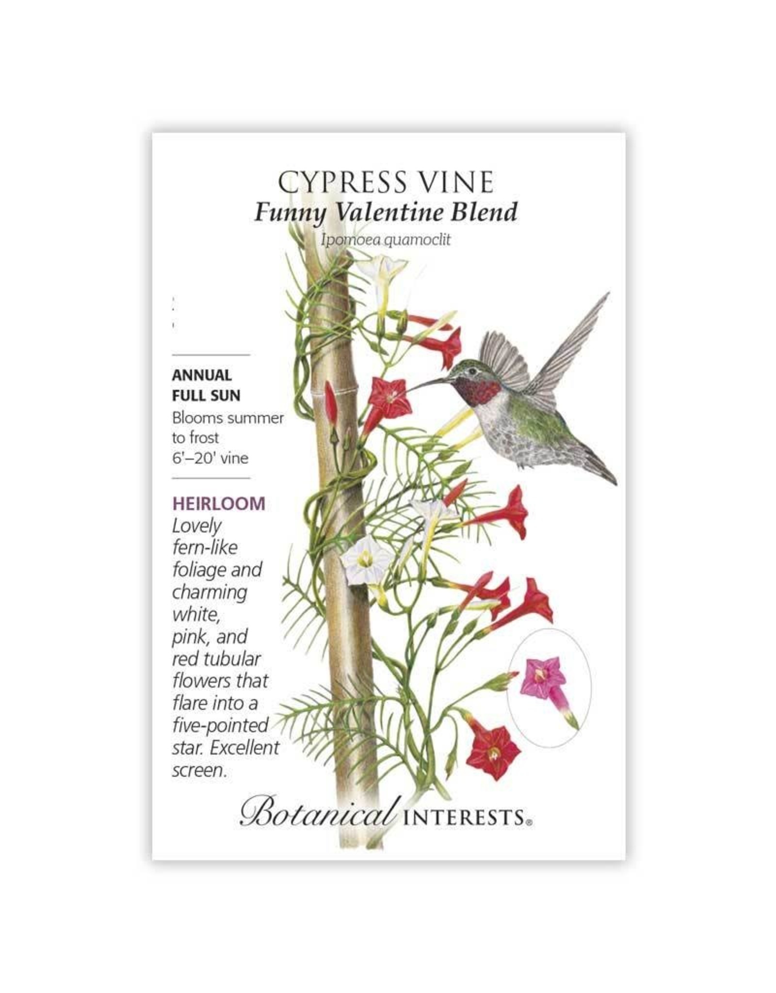 Seeds - Cypress Vine Blend