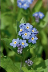Seeds - Forget-Me-Not Victoria Blue
