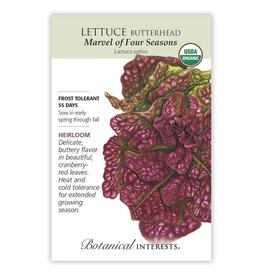Lettuce Butterhead Marvel Org