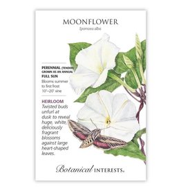 Seeds - Moonflower