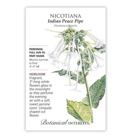 Nicotiana Indian Peace Pipe