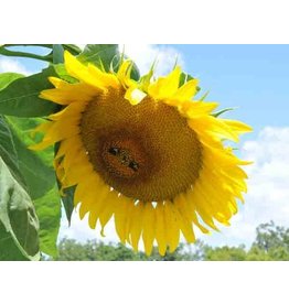 Seeds - Sunflower Mammoth